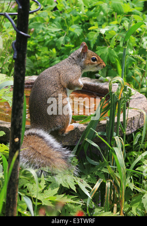 Grey squirrel sat on birdbath Stock Photo