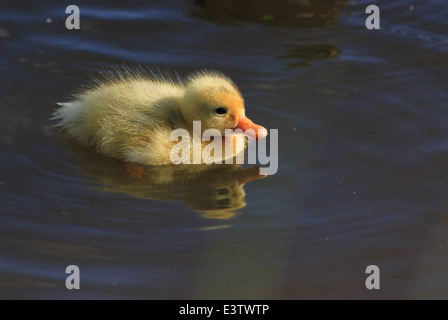 Mallard duckling on Llangollen canal Stock Photo