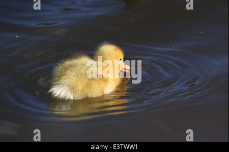 Mallard duckling on Llangollen canal Stock Photo