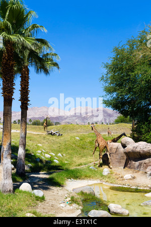 The Giraffe enclosure in the Living Desert Zoo and Gardens, Palm Desert, Riverside County, Southern California, USA Stock Photo