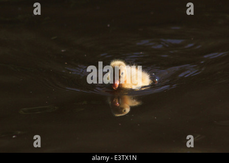 Mallard duckling on Llangollen canal Stock Photo