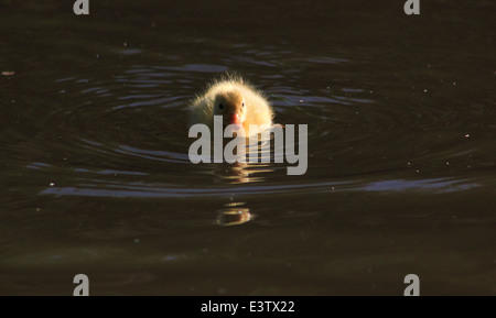 Mallard duckling on Llangollen canal Stock Photo