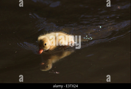 Mallard duckling on Llangollen canal Stock Photo