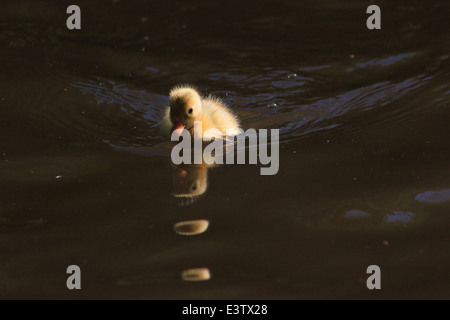 Mallard duckling on Llangollen canal Stock Photo