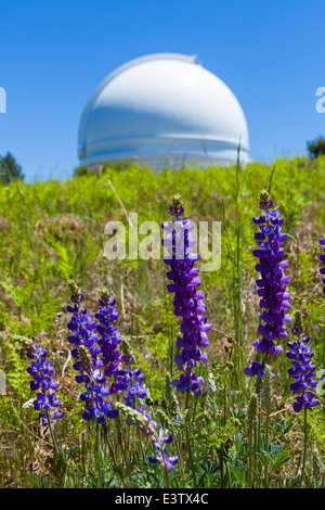 Lupins in front of the dome of the 200 inch Hale Telescope at the Palomar Observatory, San Diego County, California, USA Stock Photo