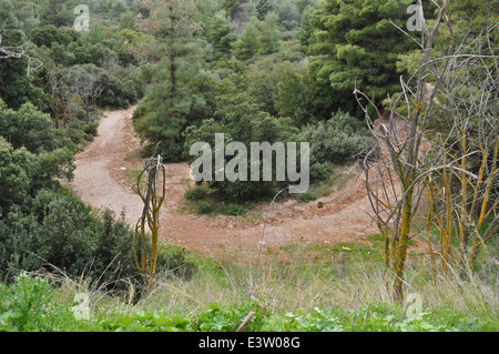 Eroded path and trees in a forest. Nature landscape. Stock Photo