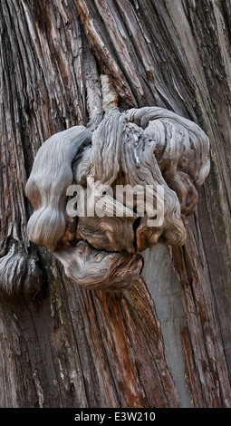 More than 700 years old tree - Chujian Bai (Touch Evil Cypress) in Temple of Confucius at Guozijian Street in Beijing, China Stock Photo