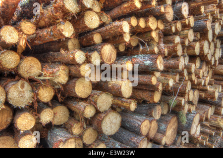 Freshly cut tree logs piled up close-up Stock Photo