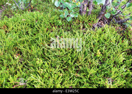 Green arctic moss macro close up Stock Photo