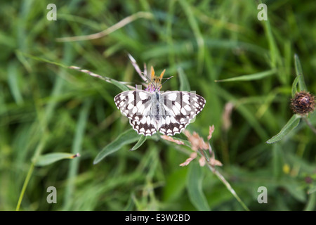 Black and white Marbled White butterfly (Melanargia galathea), here photographed at Box Hill, Surrey, UK Stock Photo