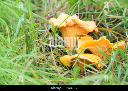 Chanterelle mushrooms growing in the grass macro close-up Stock Photo