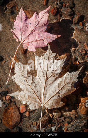 Two fall maple leaves floating in shallow lake water with sandy bottom Stock Photo