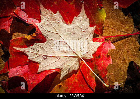 Colorful wet fall maple leaves floating in shallow lake water close up Stock Photo