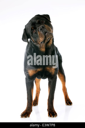 purebred rottweiler in front of white background Stock Photo