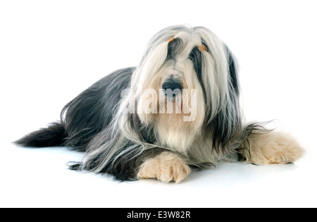 Front View Of A White And Gray Seated Bearded Collie Stock Photo - Download  Image Now - iStock