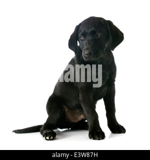 puppy purebred labrador retriever in front of white background Stock Photo