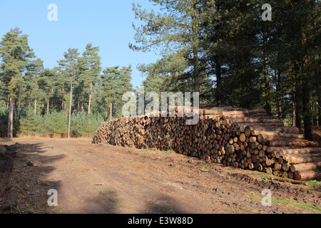 Thetford Forest, Norfolk, England, UK: a stack of pine logs in the forest Stock Photo