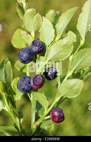 Bilberry  Vaccinium myrtillus Stock Photo