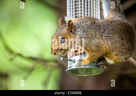 Grey Squirrel on wire nut bird feeder. Stock Photo