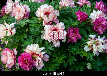 Flower Flowers Blooming Blooms Flowering In Bloom, Intersectional Itoh Peony Paeonia Hybrid, Peony 'Hillary' Stock Photo