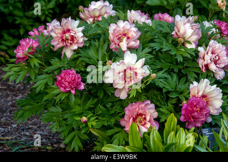 Flower Flowers Blooming Blooms Flowering In Bloom, Intersectional Itoh Peony Paeonia Hybrid, Peony 'Hillary' Stock Photo