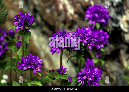 Campanula glomerata, known by the common names clustered bellflower or Dane's blood Stock Photo
