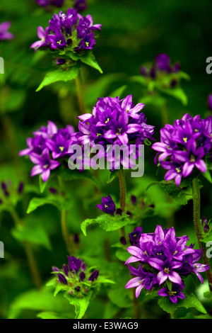 Campanula glomerata, known by the common names clustered bellflower or Dane's blood Stock Photo