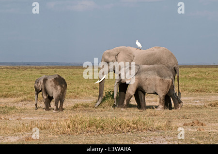 Female African Elephant and two offspring one around eight and the other about five years old in Amboseli National Park Kenya