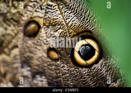 Close up macro photograph of wing of owl butterfly with a clip of green on the corner close to the bright circular eye Stock Photo