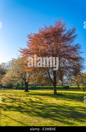 Springtime trees in Litten Gardens, Chichester, West Sussex Stock Photo