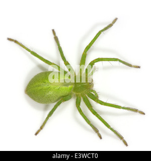 Female Green Huntsman spider (Micrommata virescens), part of the family Sparassidae -  Giant crab spiders. Stock Photo