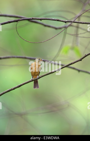 Ochre-bellied Flycatcher (Mionectes oleagineus) Stock Photo