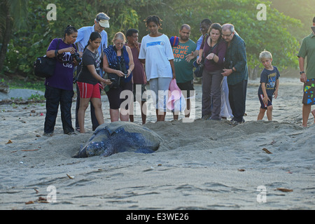 leatherback turtle Dermochelys coriacea lays eggs on a Tobago beach ...
