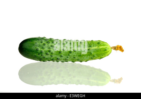 isolated cucumber with dry flower with real reflection Stock Photo