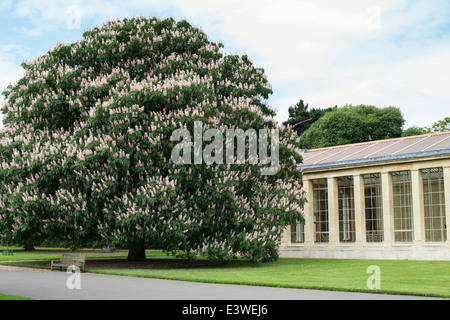 Aesculus indica 'Sydney Pearce'. Indian horse chestnut 'Sydney Pearce' in flower at Kew Gardens. London, England Stock Photo