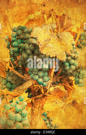 vintage image of grape Stock Photo