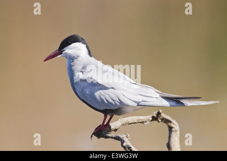 whiskered tern (Chlidonias hybrida), adult summer plumage, standing on branch, Hungary, Europe Stock Photo