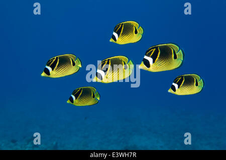 Shoal of Raccoon Butterflyfish (Chaetodon lunula), Bora Bora, Leeward Islands, Society Islands, French Polynesia, France Stock Photo