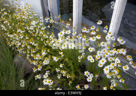 Wild daisies growing by the windows of an old farm house, Skalanes, Seydisfjordur, Iceland Stock Photo