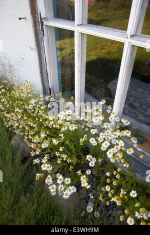 Wild daisies growing by the windows of an old farm house, Skalanes, Seydisfjordur, Iceland Stock Photo