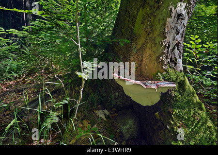 Germany, Bayerischer Wald NP, Bavarian forest, Fomitopsis pinicola, Red Banded Polypore or Red-belted Bracket fungus Stock Photo