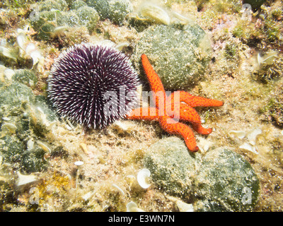Urchin and Starfish Stock Photo