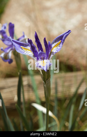 Iris Irises Iris germanica Stock Photo