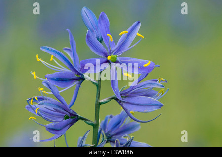 USA, Idaho, Nez Perce National Historical Park, Musselshell Meadows, Camas Stock Photo