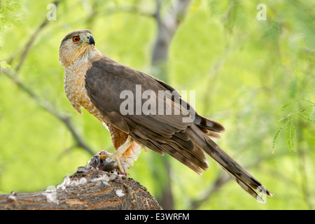 Cooper's Hawk Accipiter cooperii Tucson, Arizona, United States 15 May Adult Male eating a Mourning Dove. Accipitridae Stock Photo