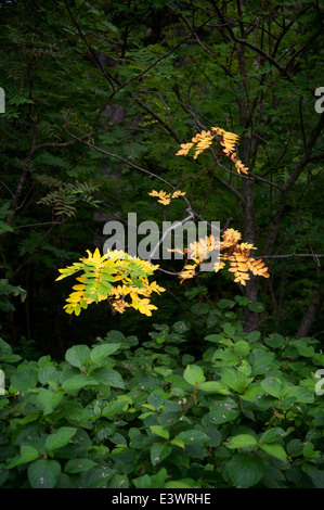 Mountain Ash leaves turning colour in Forillon Provincial Park, Gaspé, Quebec, Canada. Stock Photo