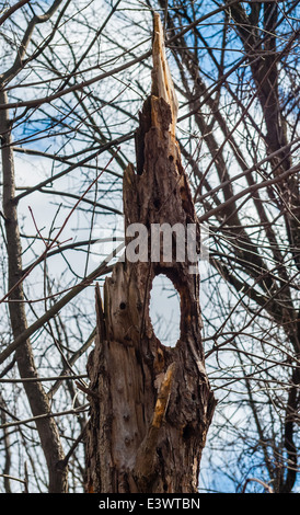 Dead tree with hole in it among branches. Stock Photo