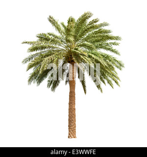 Big date tree isolated on white background Stock Photo