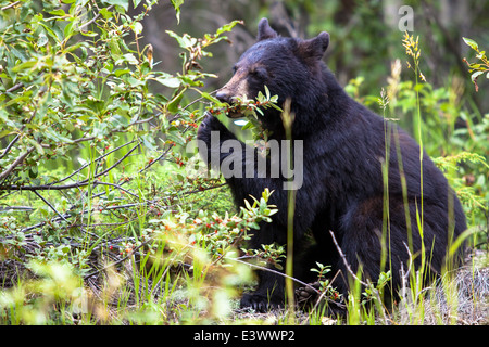 Black Bear eating berries Stock Photo