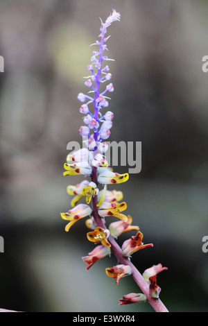 Close up of the inflorescence of lachenalia mutabilis, a winter flowering bulbous plant indigenous to South Africa Stock Photo